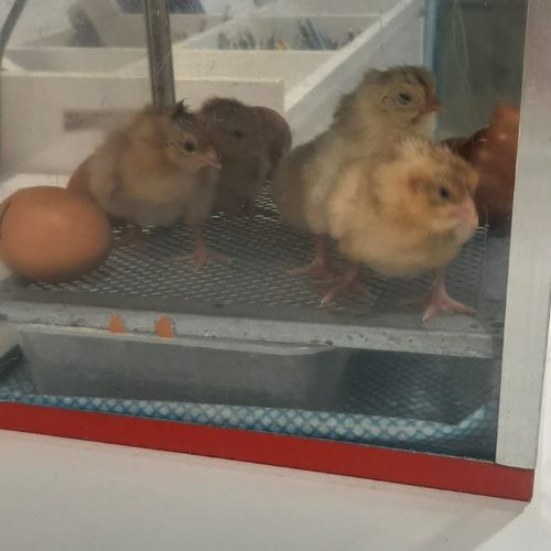 Chicks!